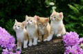 photo de quatre chatons